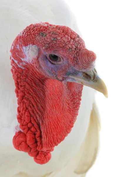 The portrait turkey — Stock Photo, Image
