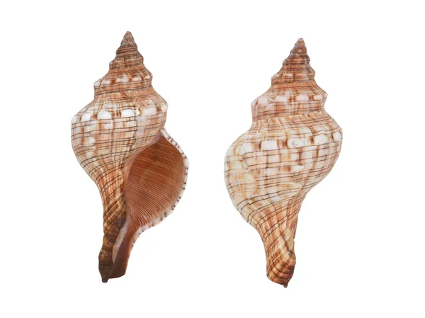 Cockleshell on a white — Stock Photo, Image