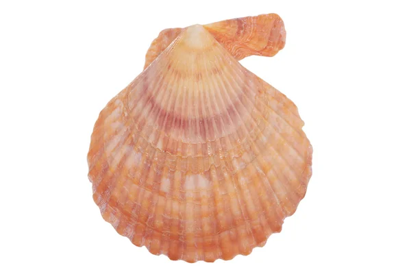 Cockleshell on a white — Stock Photo, Image