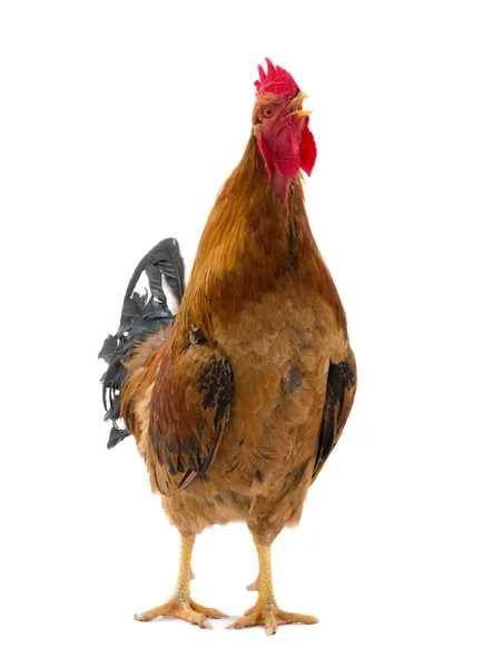 Rooster is isolated on a white — Stock Photo, Image