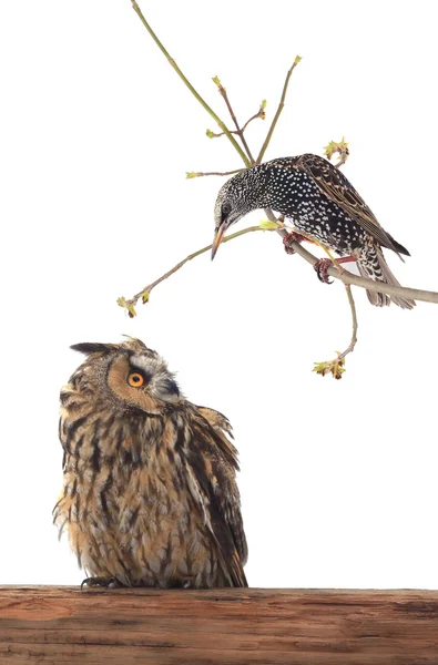 Starling and owl — Stock Photo, Image
