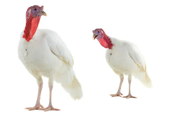 The a two turkeys — Stock Photo, Image