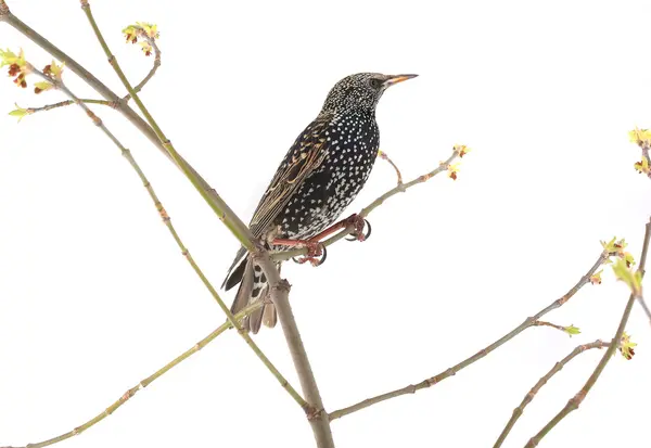 Estornino (Sturnus vulgaris ) —  Fotos de Stock