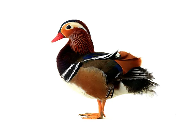 Deux canards mandarins — Photo