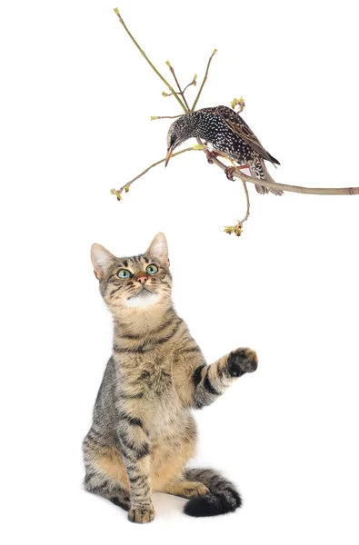 Starling and cat — Stock Photo, Image