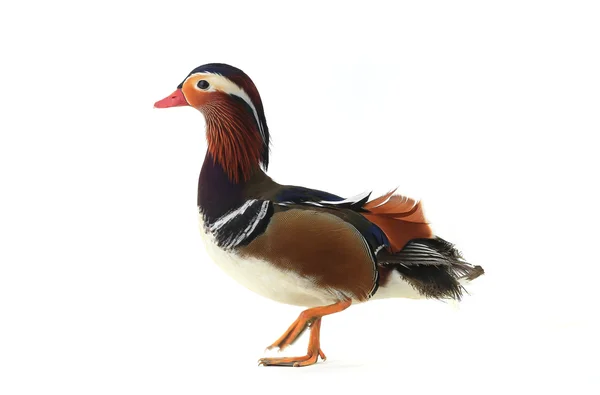 Canard mandarin mâle — Photo