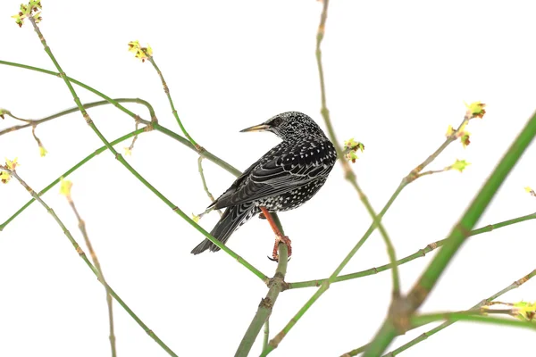 Seregélyfélék (sturnus vulgaris) — Stock Fotó