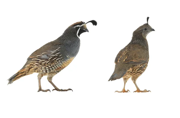 Macho y famale California Quail — Foto de Stock