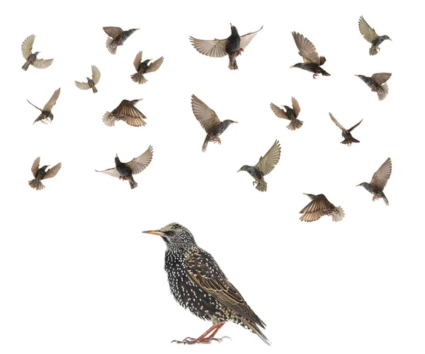 Starling i flykten — Stockfoto