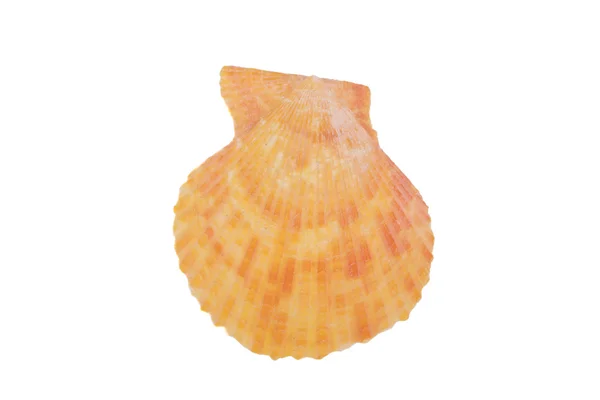 Cockleshell on a white — Stock Photo, Image