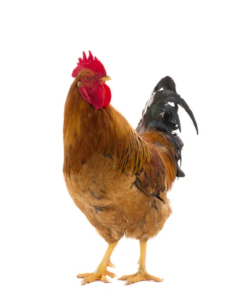 Le coq est isolé sur un blanc — Photo