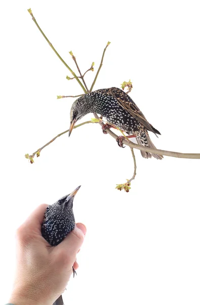 Starling em uma mão — Fotografia de Stock