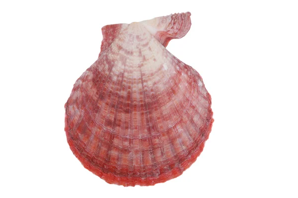 Cockleshell on a white — Stock Photo, Image