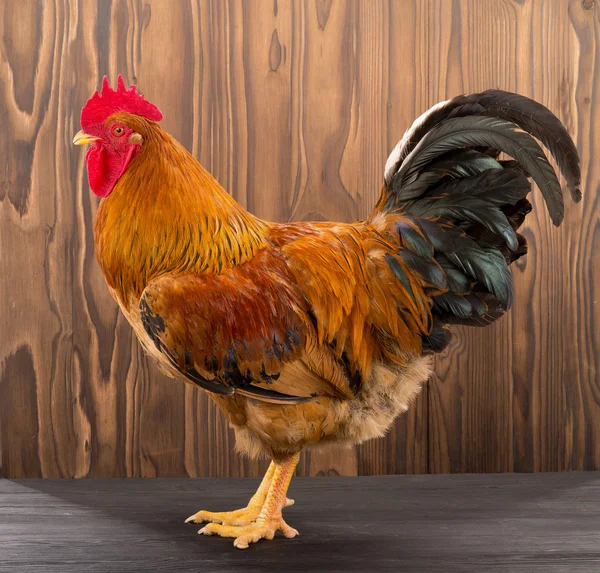 rooster is isolated on a brown