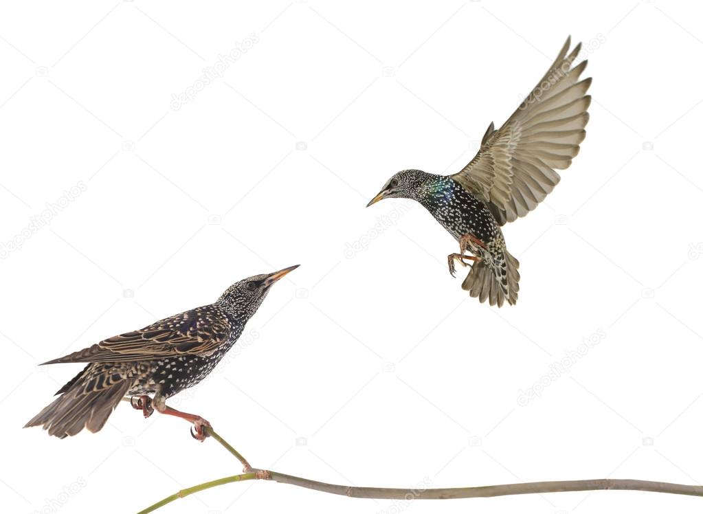 two Starlings (Sturnus vulgaris)
