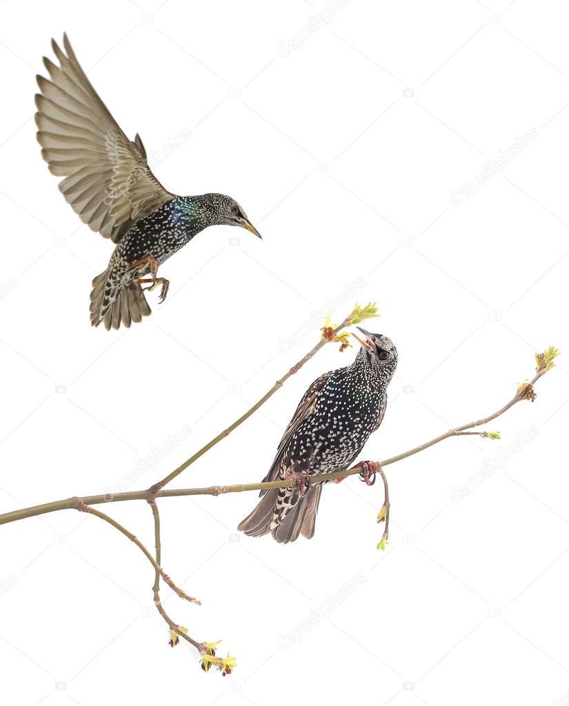two Starlings (Sturnus vulgaris)