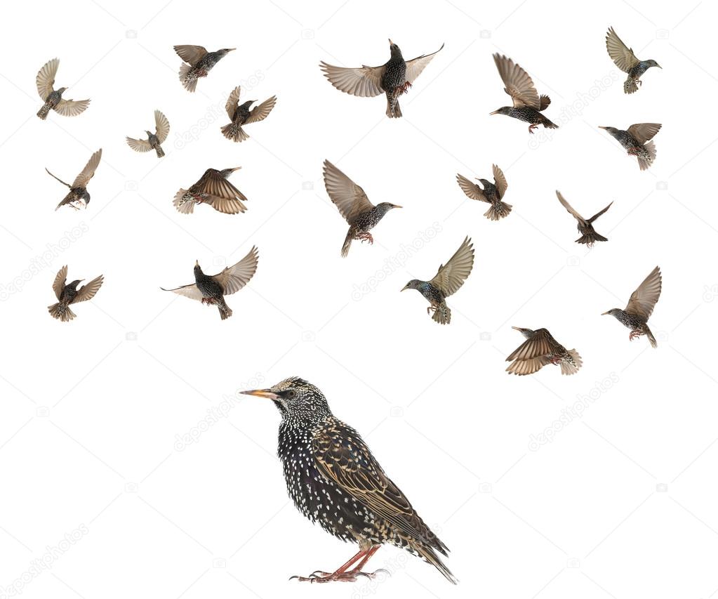 starling in flight