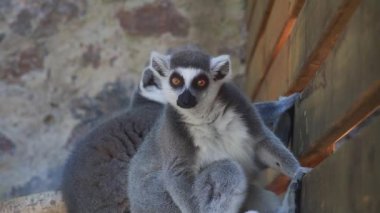 lemur catta