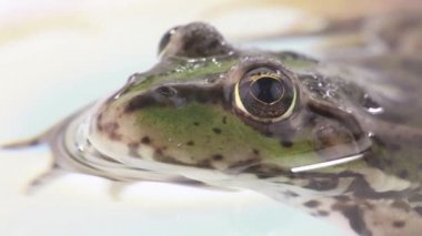 Kurbağa portre bir beyaz