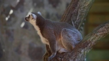 lemur catta