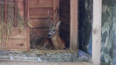 Avrupa yumurtası geyiği (Capreolus capreolus)