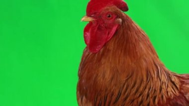 yeşil ekran üzerinde horoz