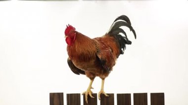 bir çit üzerinde horoz 