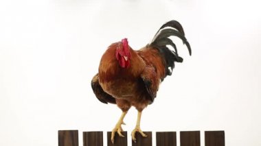 bir çit üzerinde horoz