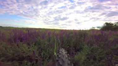 bisiklet tekerleği bir çim üzerinde gider