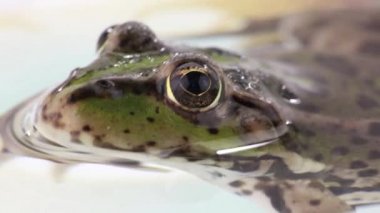 Kurbağa portre bir beyaz