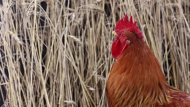 Gallo contro superficie di grano — Video Stock