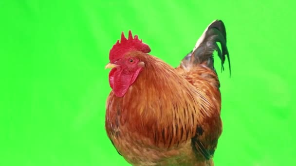 公鸡在绿色屏幕上 — 图库视频影像