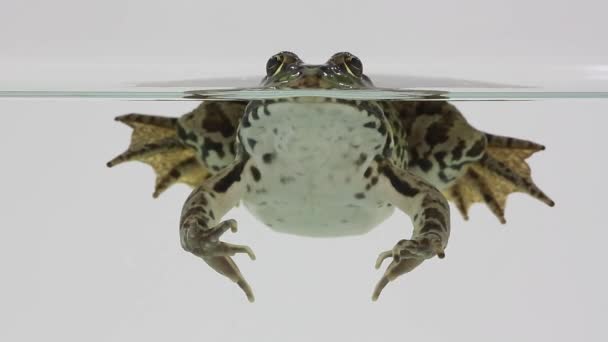 Frosch im Wasser auf einem weißen — Stockvideo