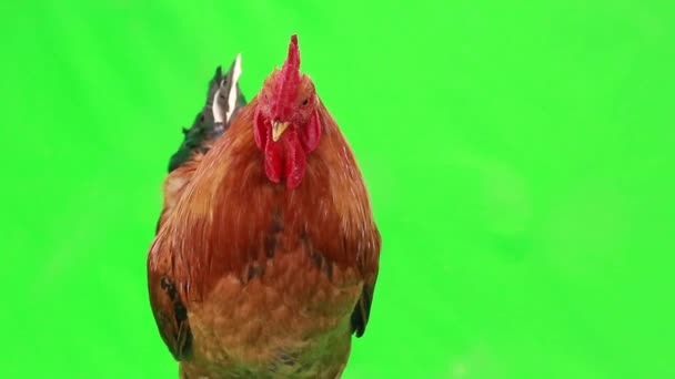 Gallo en pantalla verde — Vídeo de stock