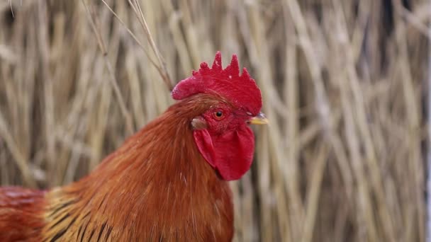 Gallo contra la superficie de trigo — Vídeos de Stock