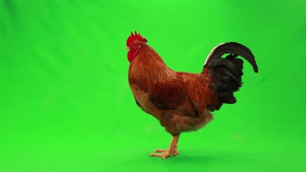 Gallo en pantalla verde — Vídeos de Stock