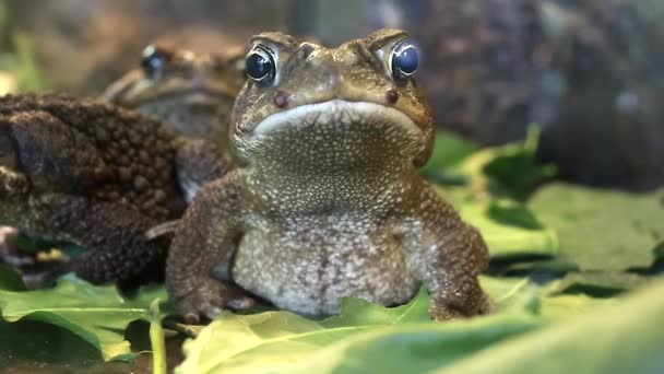 Der Frosch — Stockvideo