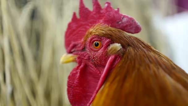 Gallo contra la superficie de trigo — Vídeos de Stock