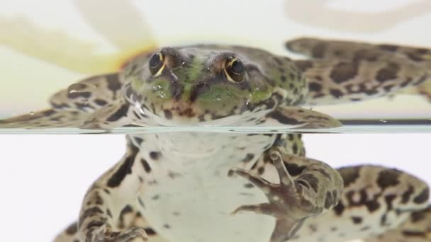 Βάτραχος στο νερό σε ένα λευκό — Αρχείο Βίντεο