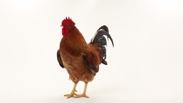 Rooster on white — Stock Video