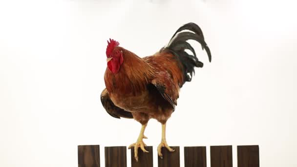 Gallo en una cerca — Vídeos de Stock