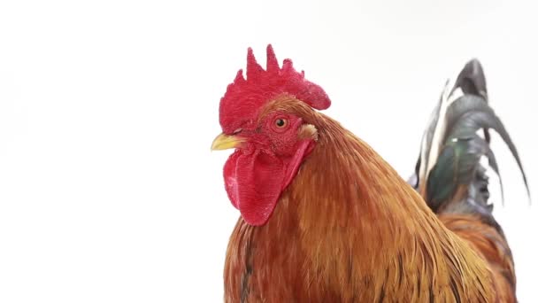 Gallo retrato en blanco — Vídeos de Stock