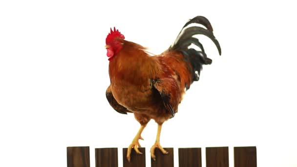 公鸡在栅栏上 — 图库视频影像