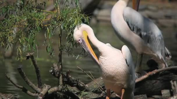O um pelicano — Vídeo de Stock