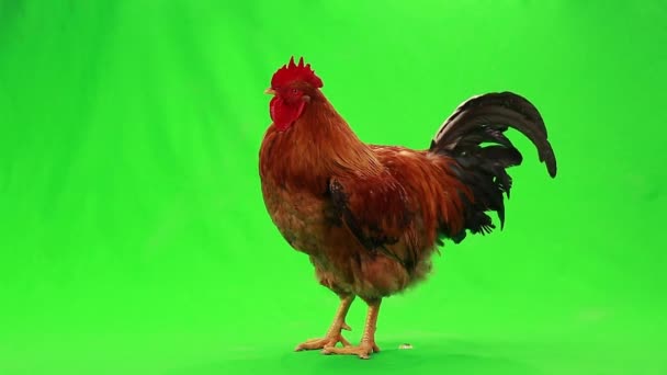 Rooster on green screen — Stock Video