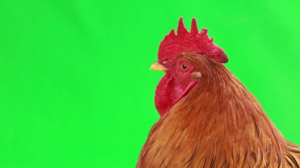 Rooster on green screen — Stock Video