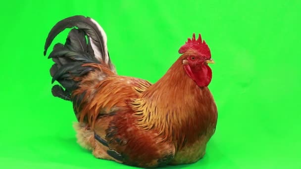 Gallo en pantalla verde — Vídeo de stock