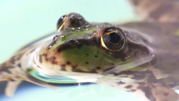 Portrait de grenouille sur un blanc — Video