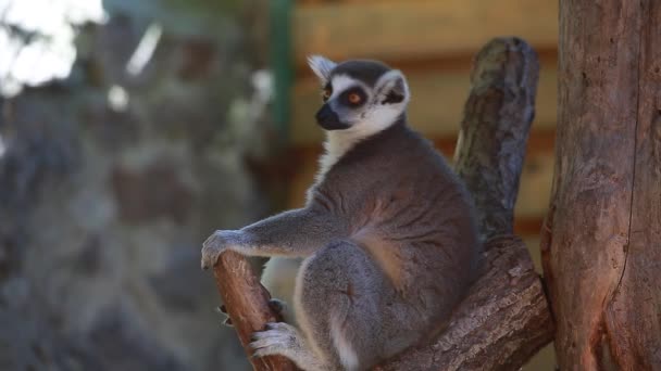 Een lemur catta — Stockvideo