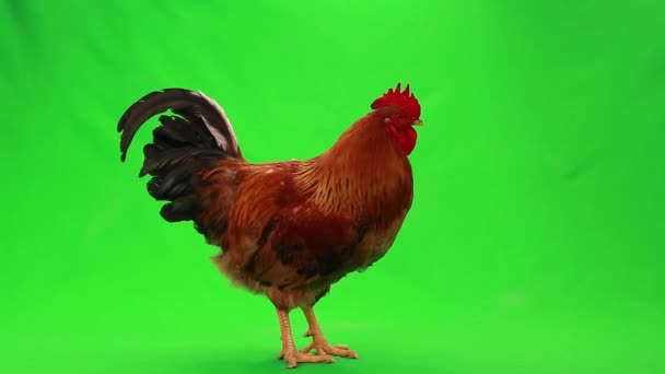 Rooster on green screen — Stock Video